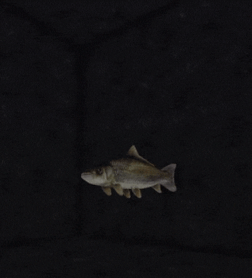 a small fish with a long tail is swimming in a dark room
