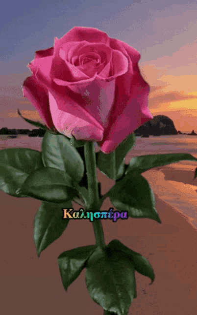 a pink rose is on a beach with the words καλησπερα written on the bottom