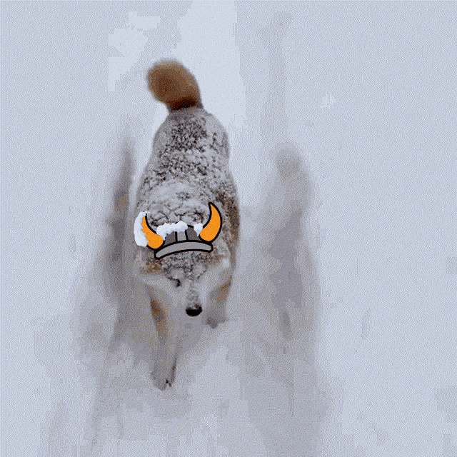 Snow Shiba GIF - Snow Shiba Floki GIFs