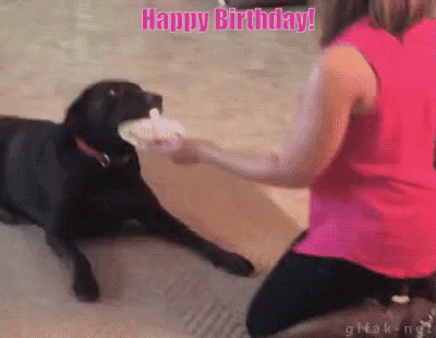 Dog Birthday GIF - Dog Birthday Ground GIFs
