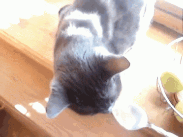Cat Says Nom Nom Nom While Eating Sour Cream GIF - Cats Lol Nom GIFs