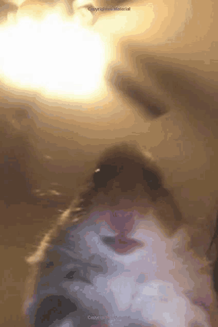 a close up of a hamster looking at the camera in a room .