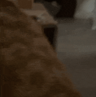 a blurred image of a dog standing in a room