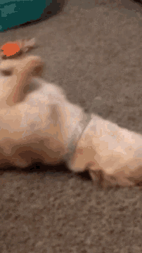 a close up of a dog playing with a toy on a carpet .