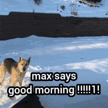 a dog standing in the snow with the words max says good morning