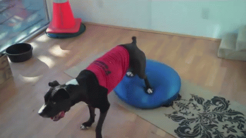 Work Out Your Haunches GIF - Dog Exercise Workout GIFs