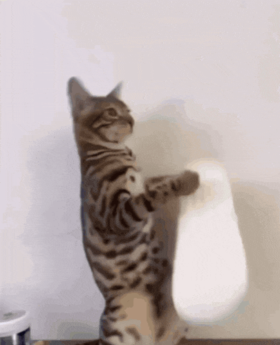 a cat is standing up on its hind legs