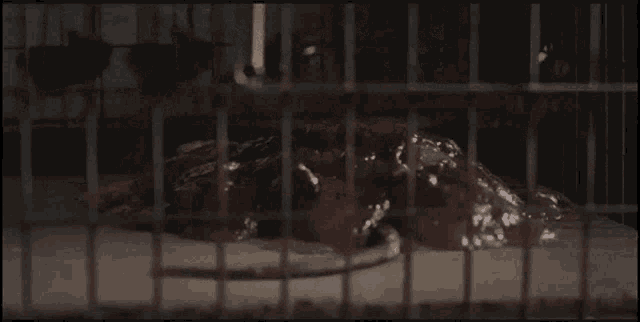 a close up of a piece of meat behind a fence .