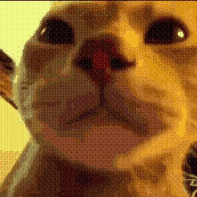 Cat Stare Cat GIF - Cat Stare Cat Stare GIFs