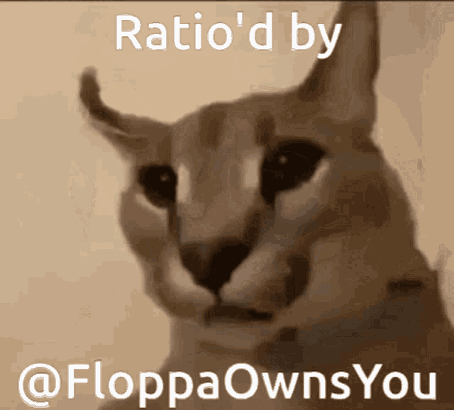a picture of a cat with the words ratio 'd by @floppaownsyou