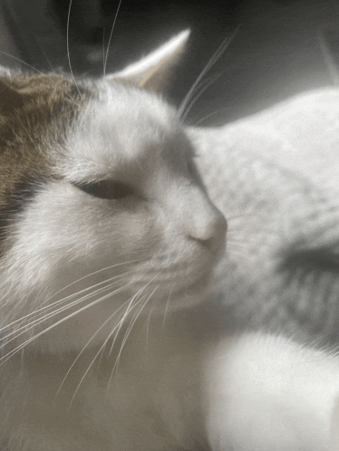 a close up of a cat 's face with a blurred background