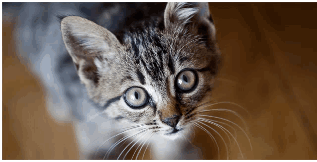 a close up of a kitten 's face looking up at the camera
