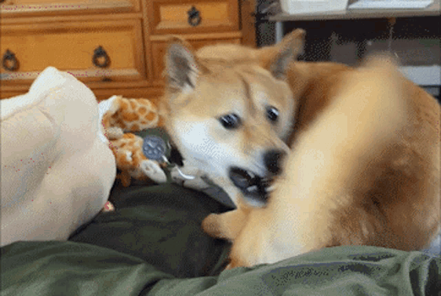 a dog laying on someone 's lap with a stuffed animal