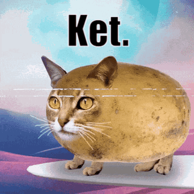 Ketawa Notalich GIF - Ketawa Notalich Cat Potato GIFs
