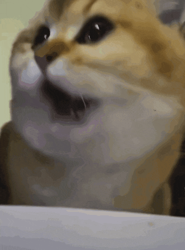 a close up of a cat 's face with its mouth open looking at the camera