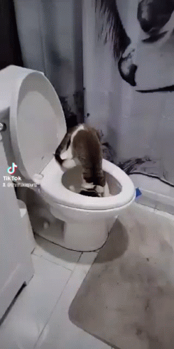 Cat Toilet GIF - Cat Toilet Arcticwolf8 GIFs