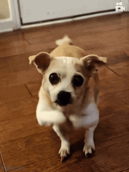 a small brown and white dog standing on a wooden floor looking at the camera