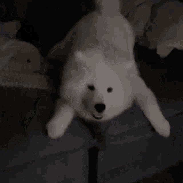 a white dog is laying on its back with its tongue out
