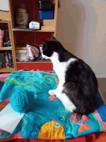 a black and white cat is laying on a colorful blanket