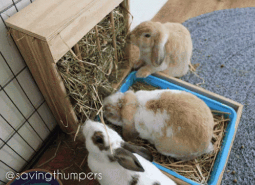Rabbit Bunny GIF - Rabbit Bunny Savingthumpers GIFs