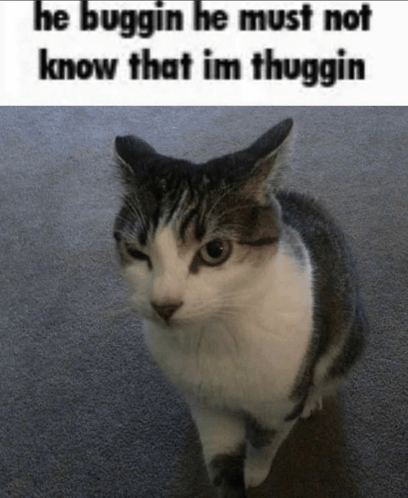 Cat Thug Life GIF - Cat Thug life Gato - Discover & Share GIFs
