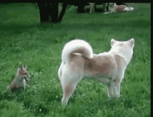 a dog and a fox are standing in the grass and looking at each other .