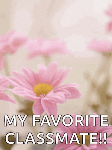 a mother 's day card with pink flowers and the words " happy mother 's my favorite classmate !! "