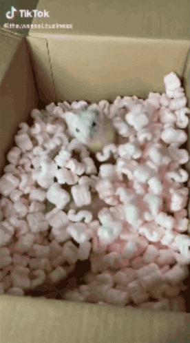 a tiktok video of a hamster in a cardboard box filled with pink packing peanuts