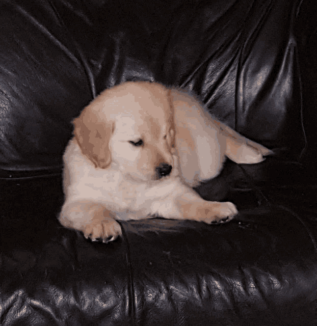 a small puppy is laying on a black leather couch