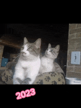 two cats are sitting next to each other and the year 2023 is on the bottom right