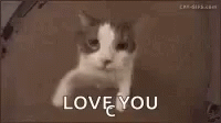 Cat Hug GIF - Cat Hug Love You GIFs