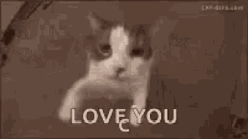 a cat is looking at the camera with the words `` love you '' written on it .