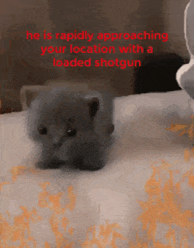 a kitten is laying on a bed with a shotgun in the background