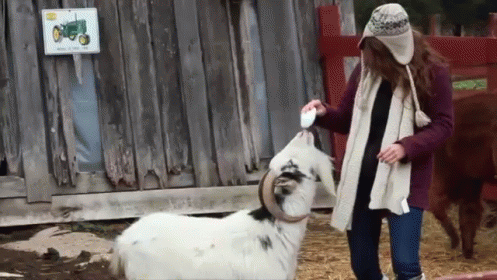 Goat Sneeze Scares Girl GIF - Goat Sneeze Scare GIFs