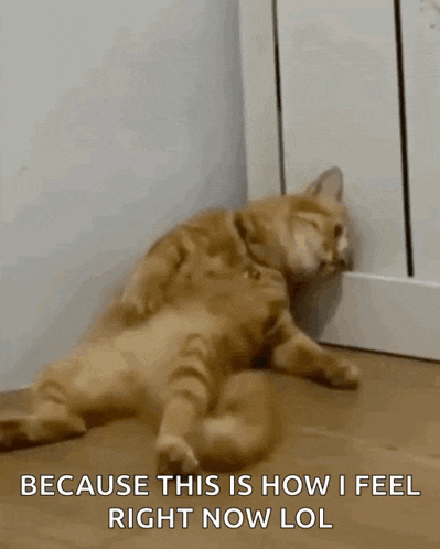 a cat is laying on the floor with the words because this is how i feel right now lol