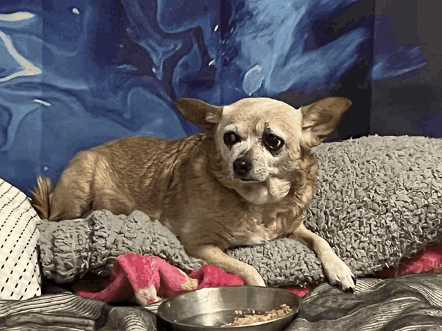a chihuahua dog laying on a bed next to a bowl of food