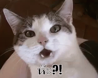 แมวตกใจ เหวอ GIF - Shocking Cat Shocked Cat GIFs