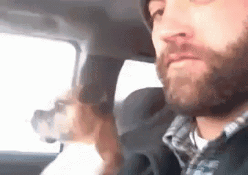 Keep Your Hands Off Me GIF - Dog Driving Chest Tap GIFs