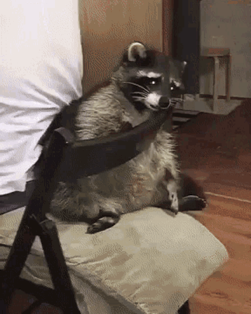 Raccoon Sad GIF - Raccoon Sad Mapache GIFs