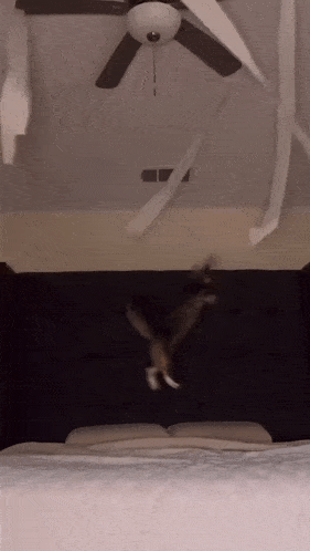 a ceiling fan is hanging from the ceiling above a bed in a bedroom