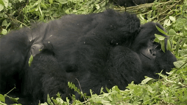 a black gorilla laying on its back in a field