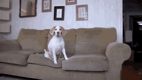 a dog is sitting on a couch in a living room .