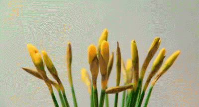 Daffodil GIF - GIFs