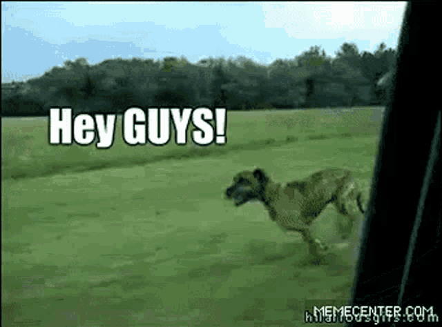 a dog is running in a field with the words `` hey guys '' written on the screen .