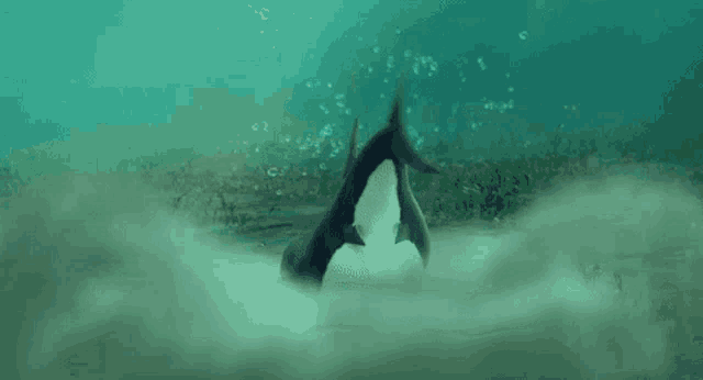 a couple of sharks are swimming in the ocean near the shore .