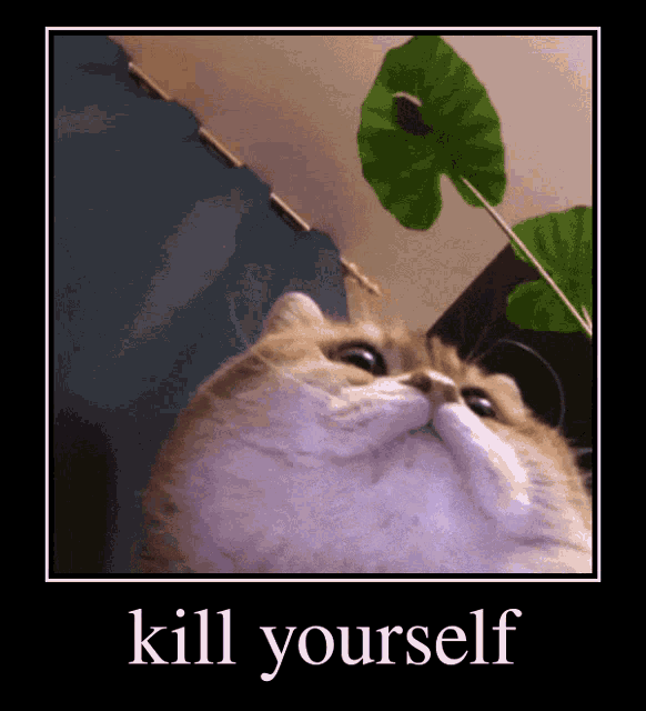 Cute Cat Kill Yourself GIF - Cute Cat Kill Yourself Kys Cat GIFs