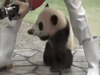 Cute Funny Animals GIF - Cute Funny Animals Panda GIFs