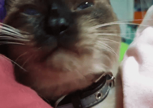 Licking Basti GIF - Licking Basti Siamese Cat GIFs