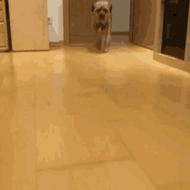 a small dog is walking on a wooden floor in a hallway .