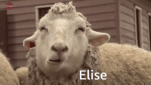 Elise Sheep GIF - Elise Sheep Sau GIFs